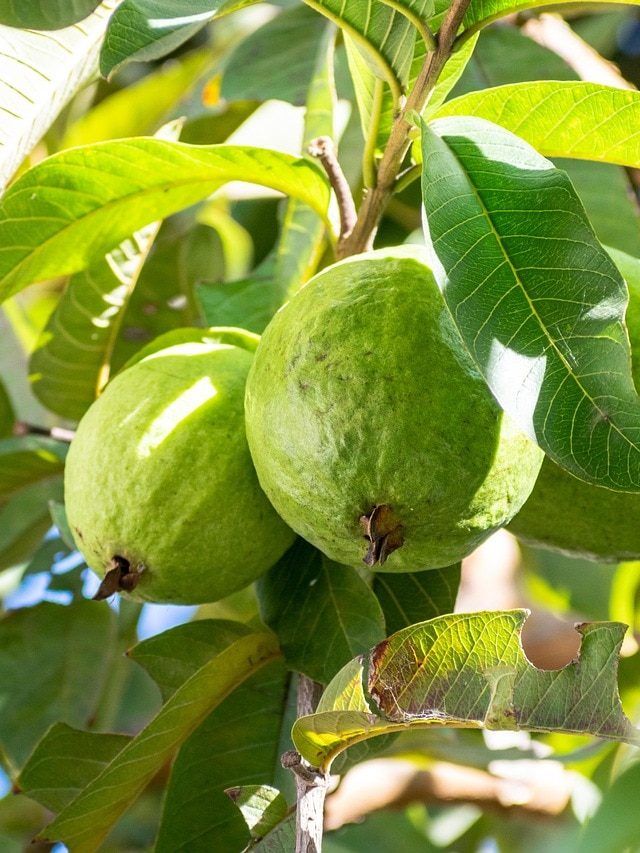 Tips: अमरूद के पेड़ पर आएंगे खूब फल, बस इन बातों का रखें ख्याल