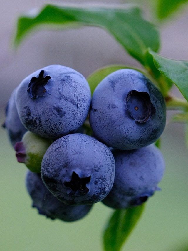 घर की बालकनी में उगाएं Blueberries, जानें स्टेप बाय स्टेप पूरा प्रोसेस