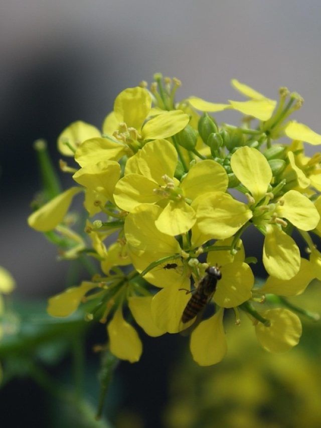 कम मेहनत और ज्यादा स्वाद, घर में उगाएं सरसों, 4 हफ्तों में खाएं ऑर्गेनिक साग