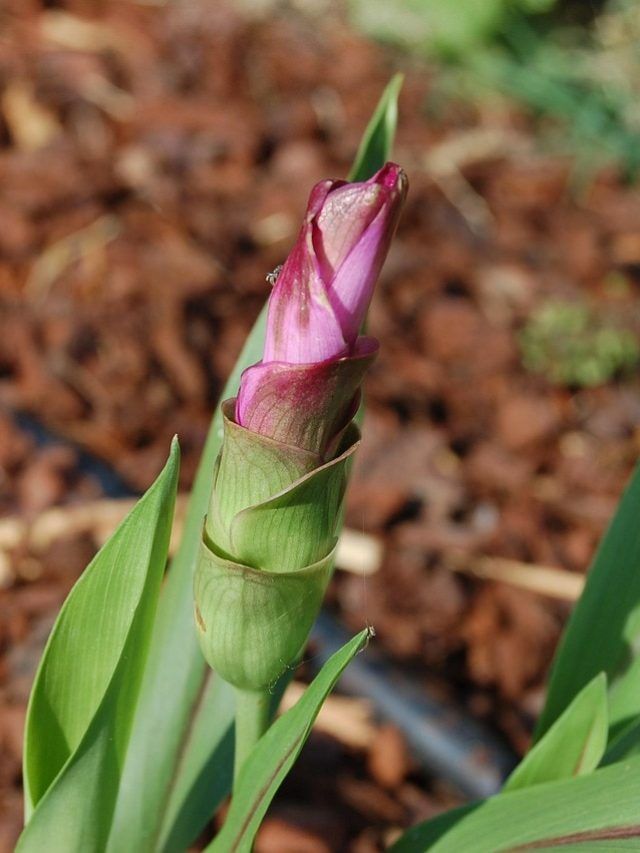 सर्दियों में सेहत के लिए वरदान है कच्ची हल्दी, ऐसे गमले में उगाएं