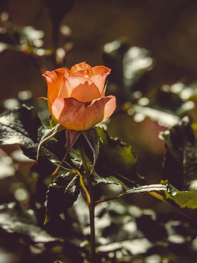 सर्दियों में मुरझा सकता है गुलाब का पौधा, इन बातों का रखें ख्याल