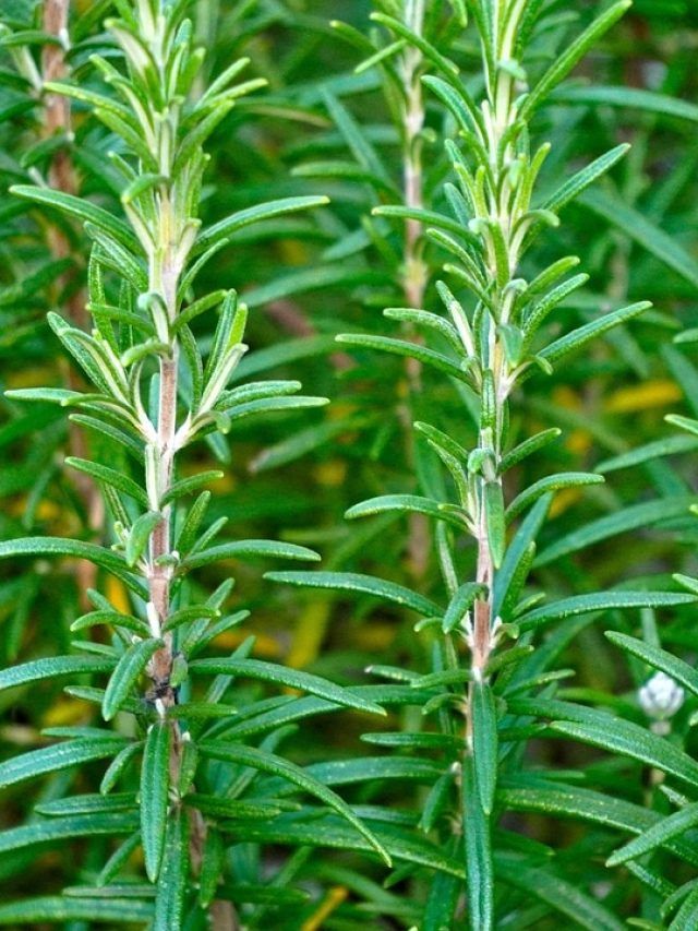 सर्दियों में खराब न हो जाए Rosemary का पौधा, इस तरह रखें ख्याल