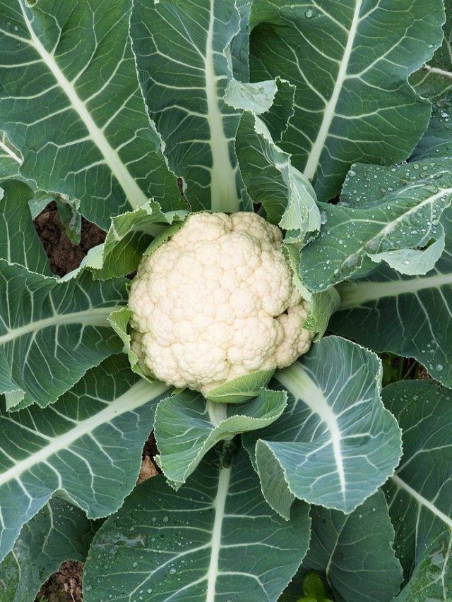 घर की बालकनी में ऐसे उगाएं गोभी, मिलेगी ताजी और ऑर्गेनिक सब्जी