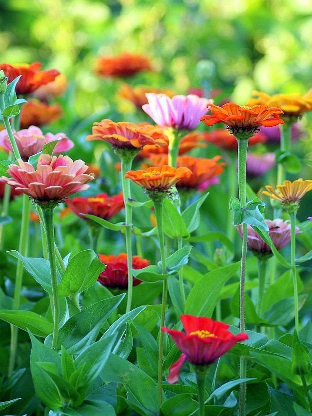 सर्दियों में लगाएं ये 6 रंग-बिरंगे-खुशबुदार फूल, महकता रहेगा घर