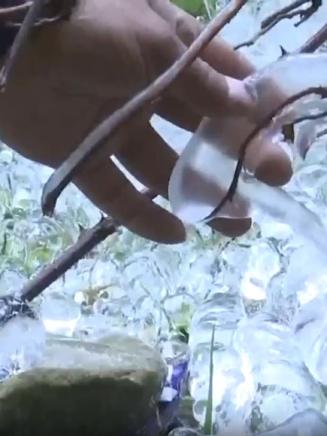 पेड़ों की टहनियों पर जमी बर्फ, कश्मीर में अभी से शीतलहर, देखें Video