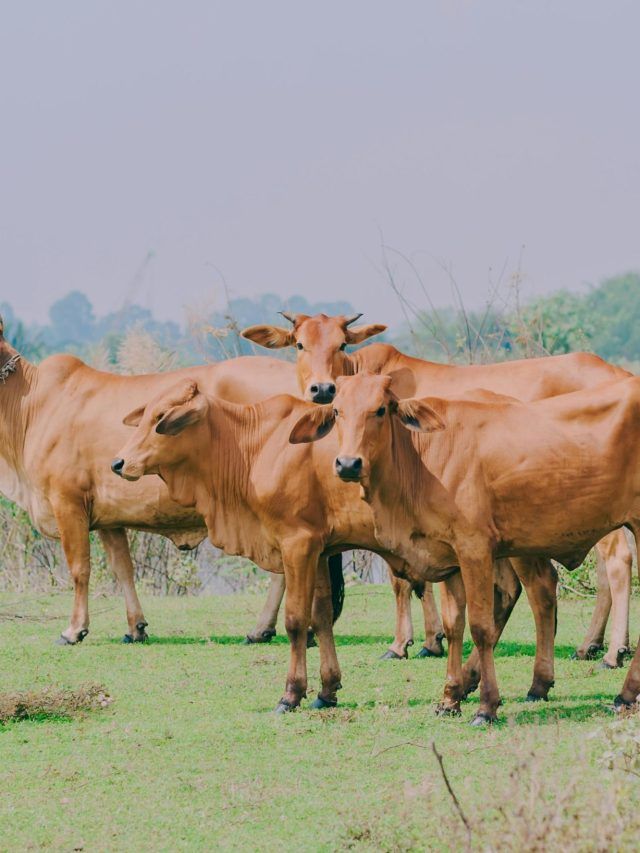 गाय-भैंस की डाइट में शामिल करें ये दो चीजें, बाल्टी भरकर देंगी दूध
