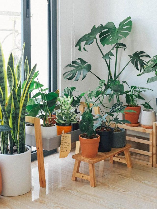 ठंड-कोहरे में खराब होने लगते हैं पौधे, बचाव के लिए अपनाएं ये स्मार्ट हैक्स