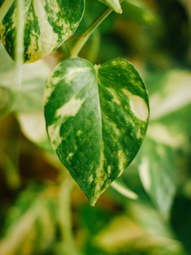 मनी प्लांट में डाल दें ये एक चीज, भर-भरकर आएंगे बड़े-बड़े पत्ते