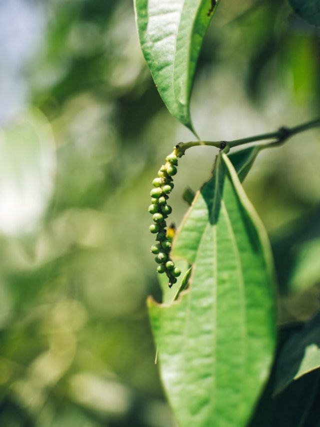 घर पर उगाएं काली मिर्च का पौधा, बेहद आसान है तरीका