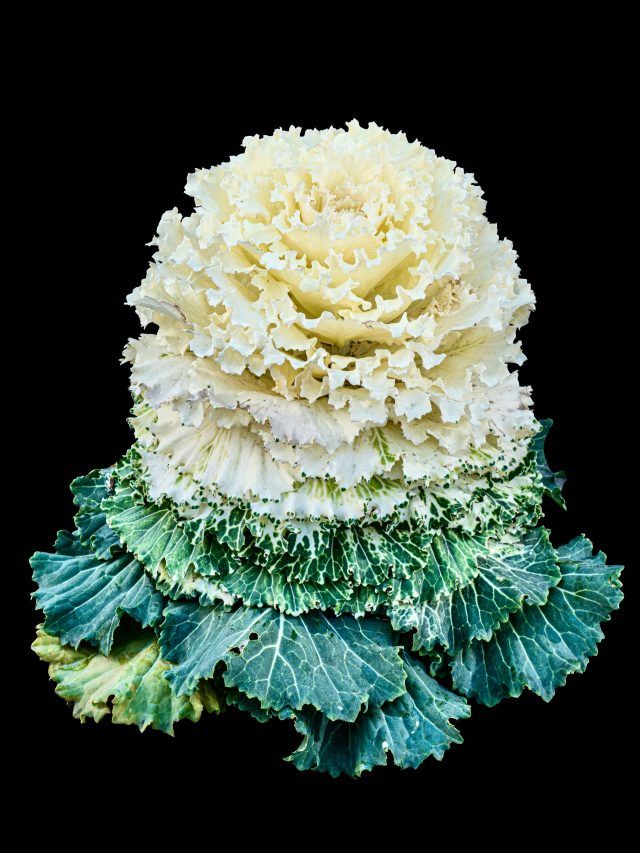 गमले में उगाएं यह शानदार प्लांट, गार्डन की बढ़ेगी रौनक, घर बैठे यहां से मंगाएं बीज