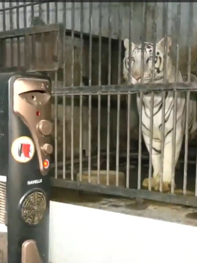 जानवरों की विंटर केयर...कंबल-हीटर और स्पेशल डाइट की व्यवस्था, पटना जू में क्या-क्या