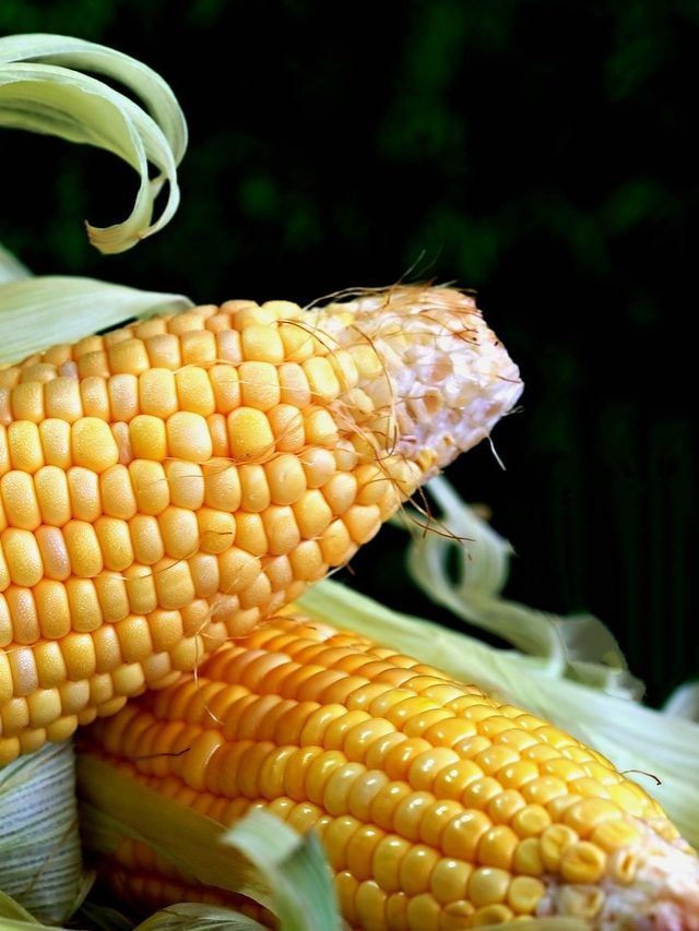 अमेरिका में एक भुट्टा कितने का मिलता है?