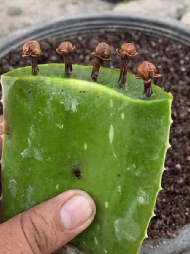 एलोवेरा की मदद से घर पर ऐसे उगाएं लौंग, तेज़ी से बढ़ेगा पौधा