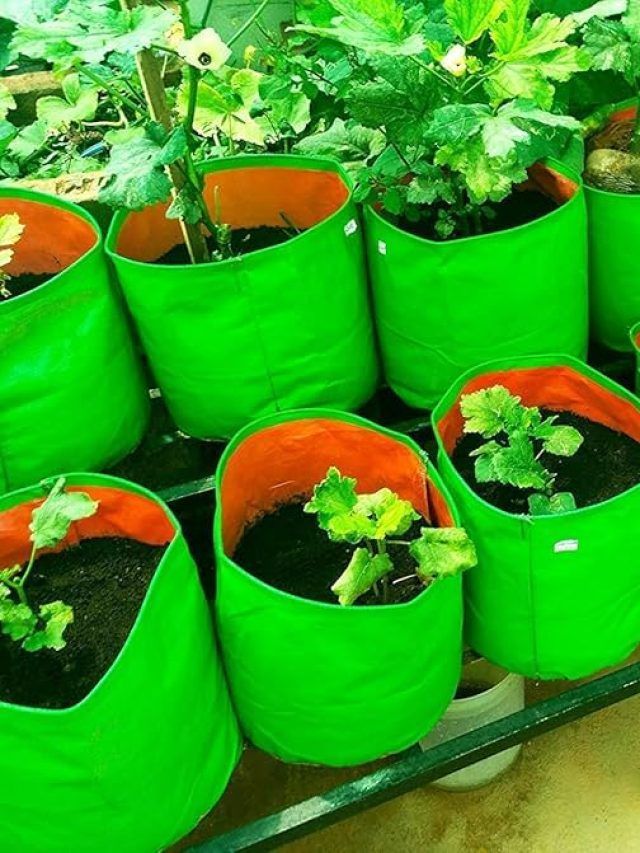 छत या बालकनी... ग्रो बैग में उगाएं पौधे, गमले की नहीं जरूरत, जानें देसी तरीका