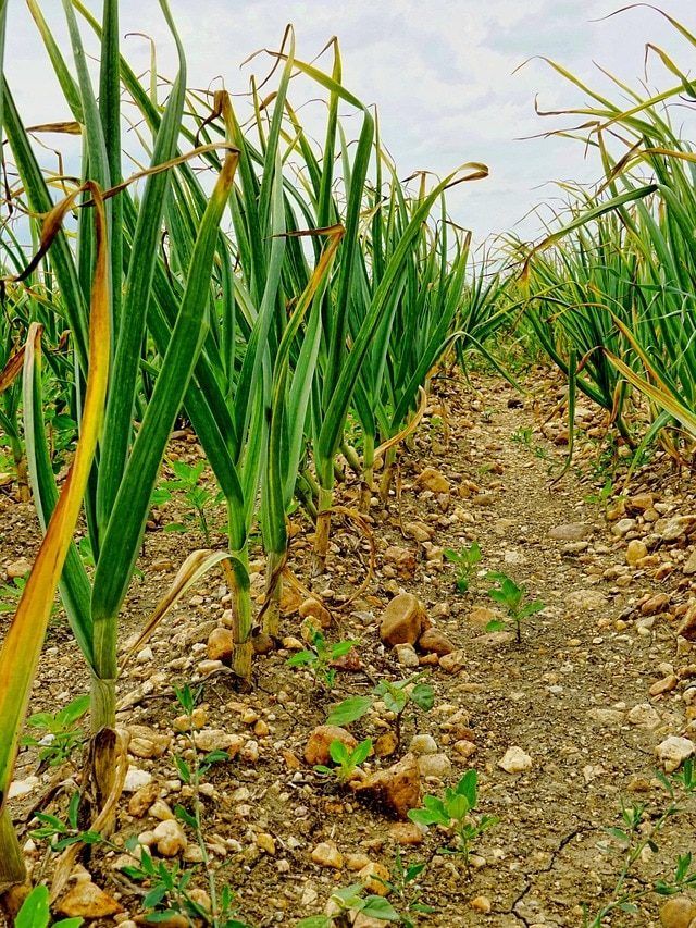 घर पर जल्दी और आसानी से उगाना है लहसुन, ये है स्टेप बाय स्टेप पूरा प्रोसेस