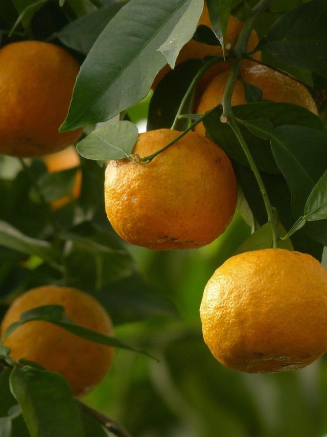 सर्दियों में गमले में लगाएं संतरे का पौधा, आसान है तरीका