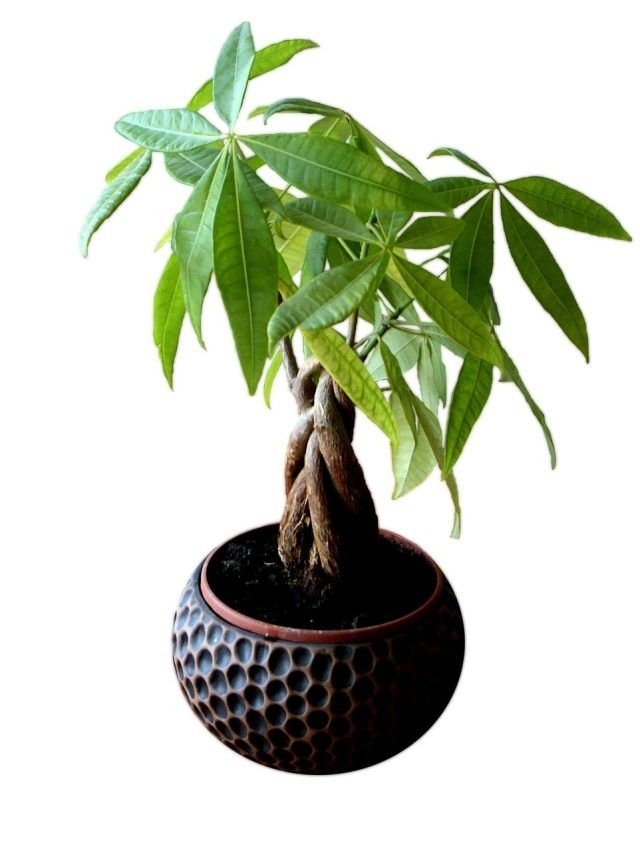 मनी ट्री को कितना पानी देना सही? जानें ओवरवॉटरिंग के संकेत और टिप्स