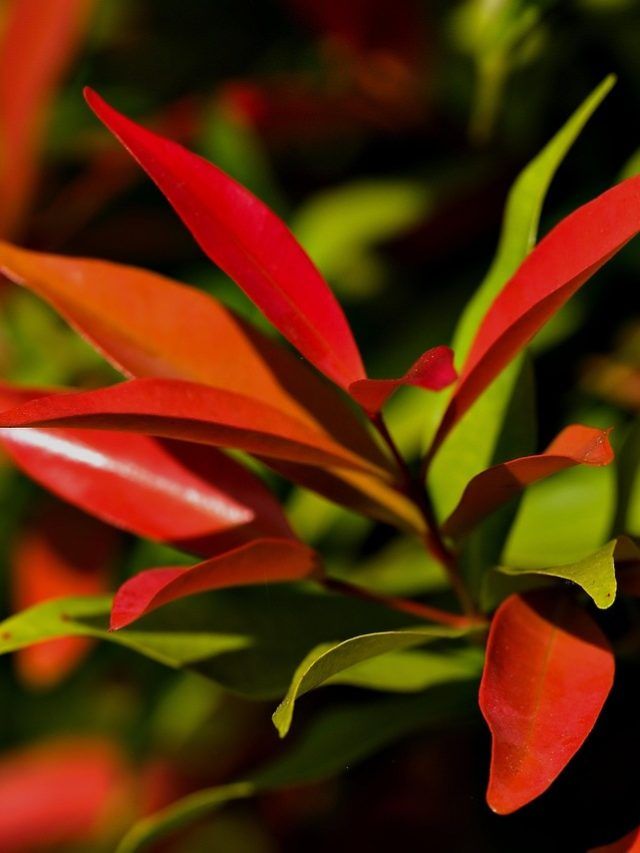 गमले में आसानी से उग जाएगा लौंग का पौधा, बस जान लें सही तरीका