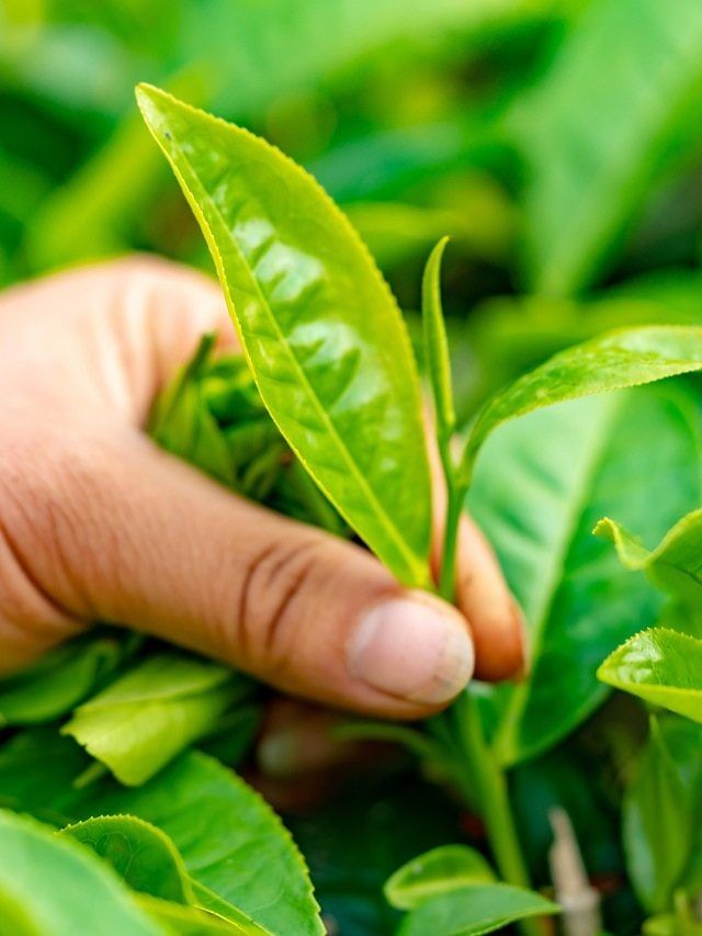 अब घर पर गमले में उगाएं चाय की पत्तियां, जानें पूरा तरीका