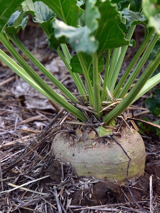 किचन गार्डन में उगाएं शलजम, घर पर मिलेगी ताज़ा और पोषणयुक्त फसल