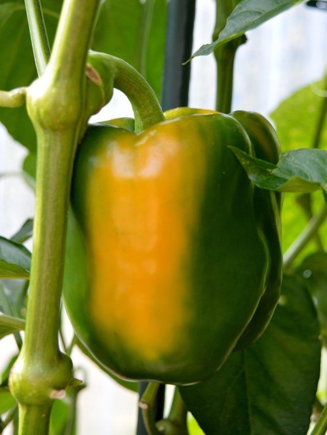 घर के अंदर उगाएं शिमला मिर्च, साल भर मिलता रहेगा फल