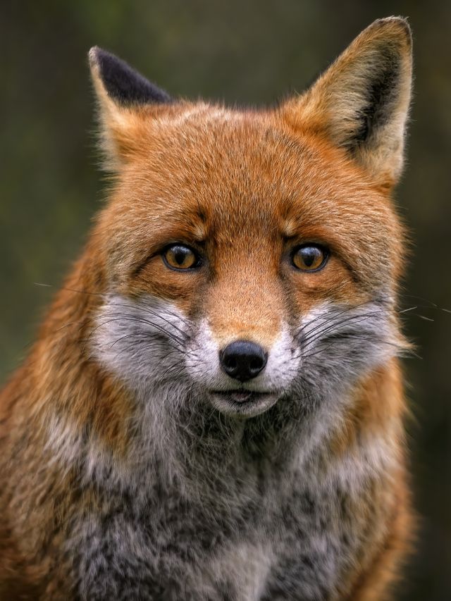 শিয়ালের এই ৫ গুণ রপ্ত করুন, কেউ ঠকাতে পারবে না