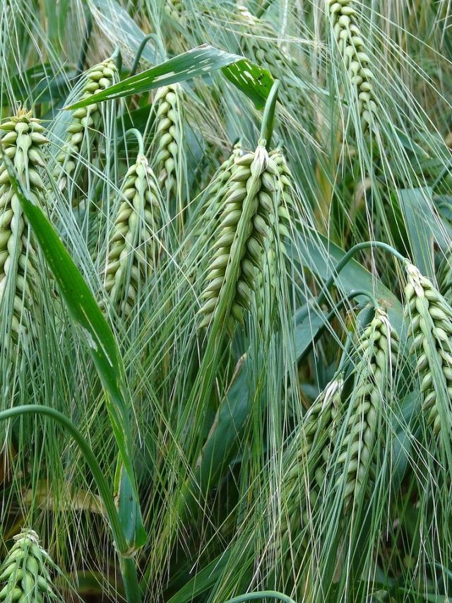 गेहूं की पहली सिंचाई पर डालें ये 2 चीजें, कल्लों से भर जाएगा खेत