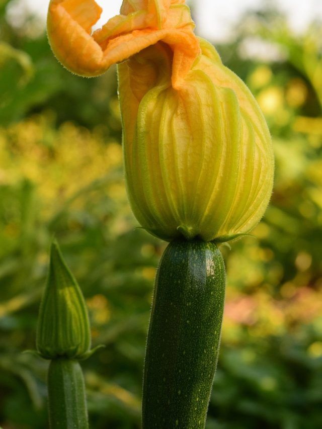 घर में उगाना है सीधा-चमकदार Zucchini, अपनाएं ये आसान टिप्स