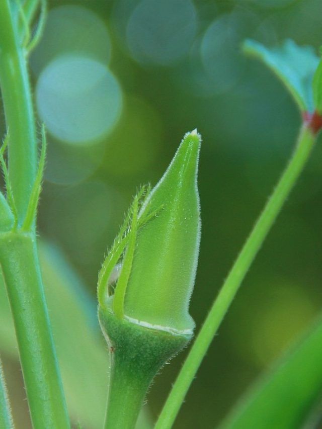 घर में उगाएं भिंडी की ये किस्म, 40–50 दिन में मिलने लगेगी ताज़ी फसल