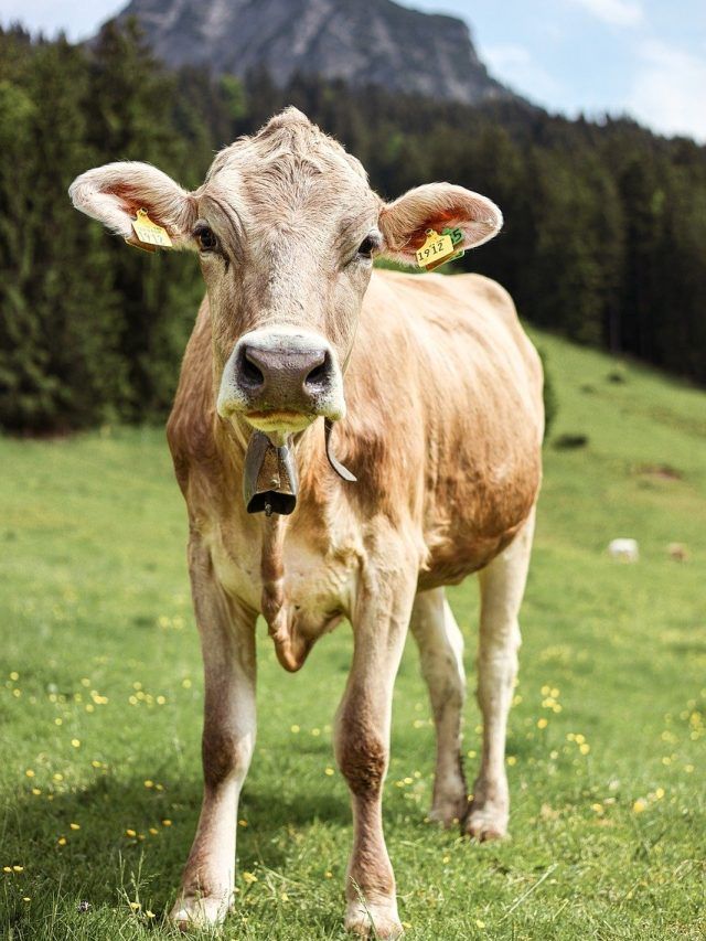 पशुपालक सावधान! गलती से भी ना फैले पशुओं को ये वायरल रोग