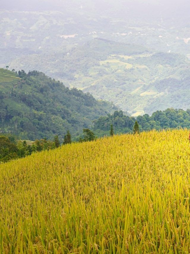 दलहनी फसलों को कीट प्रकोप से बचाने के लिए फॉलो करें ये टिप्स, मिलेगा छुटकारा