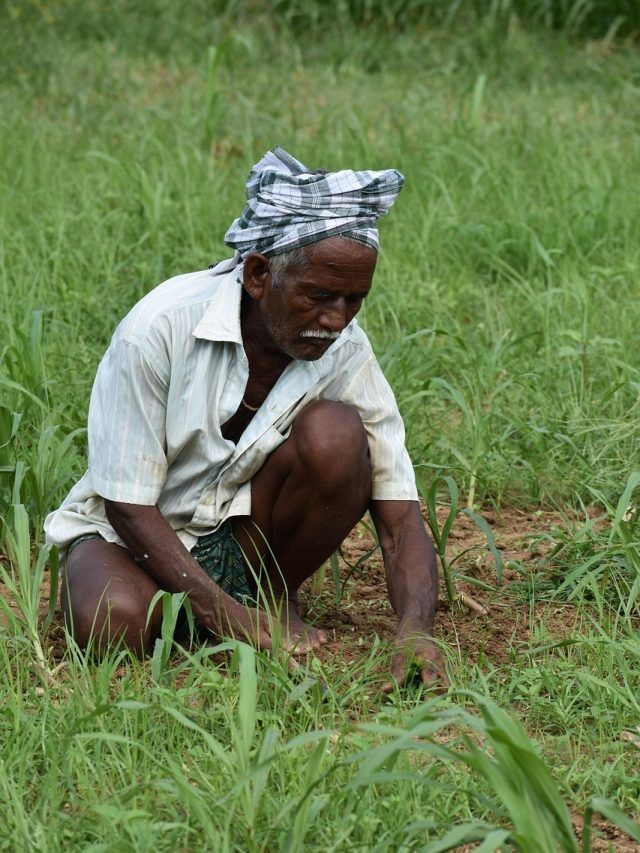 किसान मोबाइल से फोटो करेंगे अपलोड, पौधों का रोग पता चल जाएगा, ये है वो ऐप...
