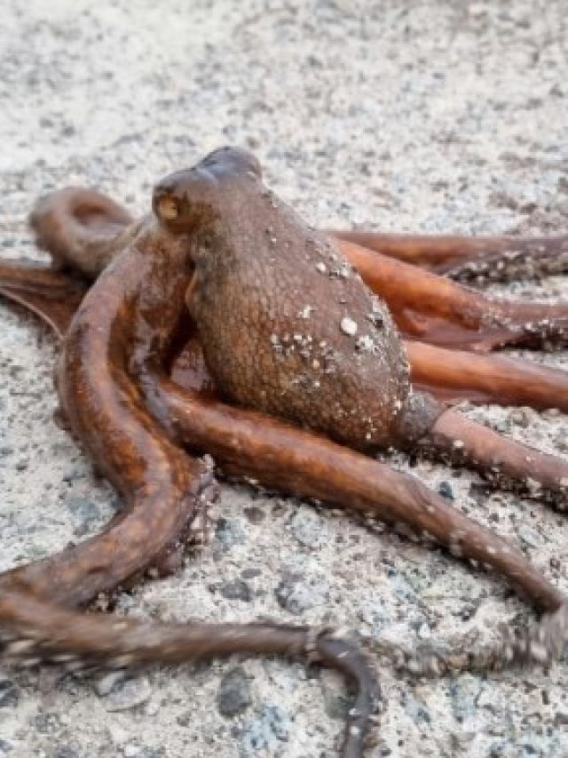 समुद्र में मिला अजीब जानवर! निकला बेहद खतरनाक...