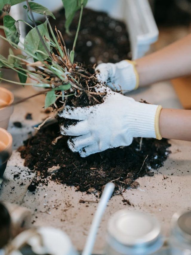 किचन के कूड़े-कबाड़े से ऐसे बनाएं खाद, पौधे में आ जाएगी नई जान