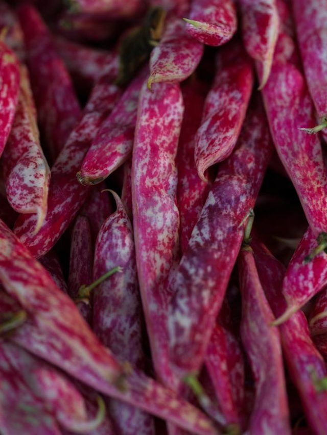 घर पर उगाएं राजमा, बालकनी या गमले में भी होगी शानदार पैदावार