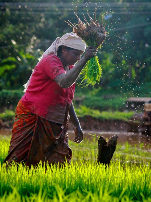 भारत-न्यूजीलैंड ट्रेड डील से किसानों को क्या मिलेगा? जान लीजिए