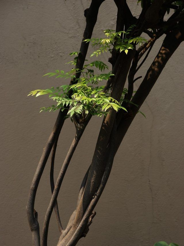 स्टेम कटिंग से उगाएं करी पत्ता, बस फॉलो करें ये आसान तरीका