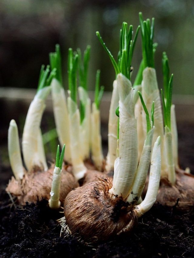 घर में आसानी से उगाएं हरी प्याज़, लें ऑर्गेनिक सब्जी का मज़ा