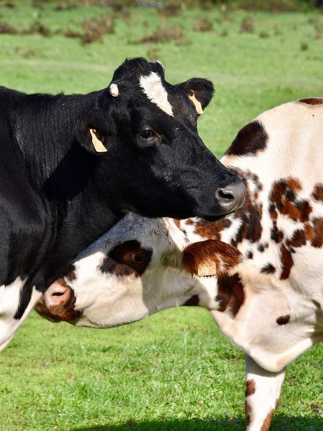 गर्मियों में गाय-भैंस को खिलाएं ये आहार, बाल्टी भर-भरकर देंगी दूध