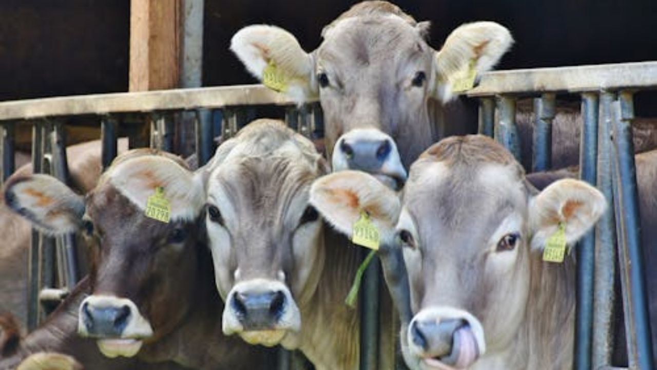 भीषण गर्मी में भी नहीं घटेगा दूध उत्पादन, पशुओं के लिए करें ये इंतजाम