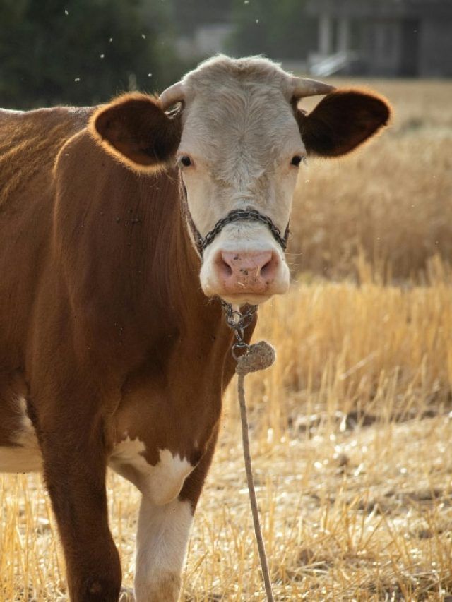 गर्मियों में नहीं घटेगा दूध उत्पादन, दुधारू पशुओं का ऐसे रखें ख्याल