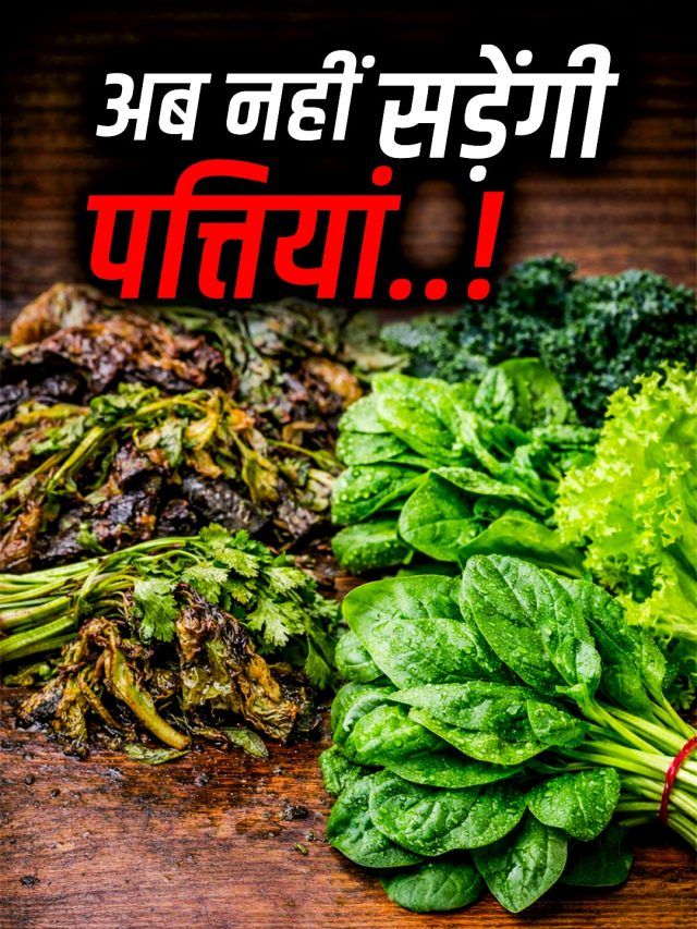 फ्रिज में रखे धनिया-पालक अब नहीं गलेंगे! 5 आसान टिप्स कई दिनों तक रखेंगे फ्रेश