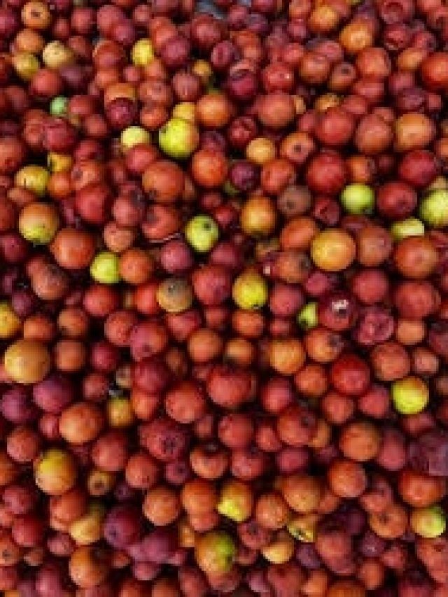 20 रुपये में मिलने वाला बेर और उसके स्वास्थ्य लाभ