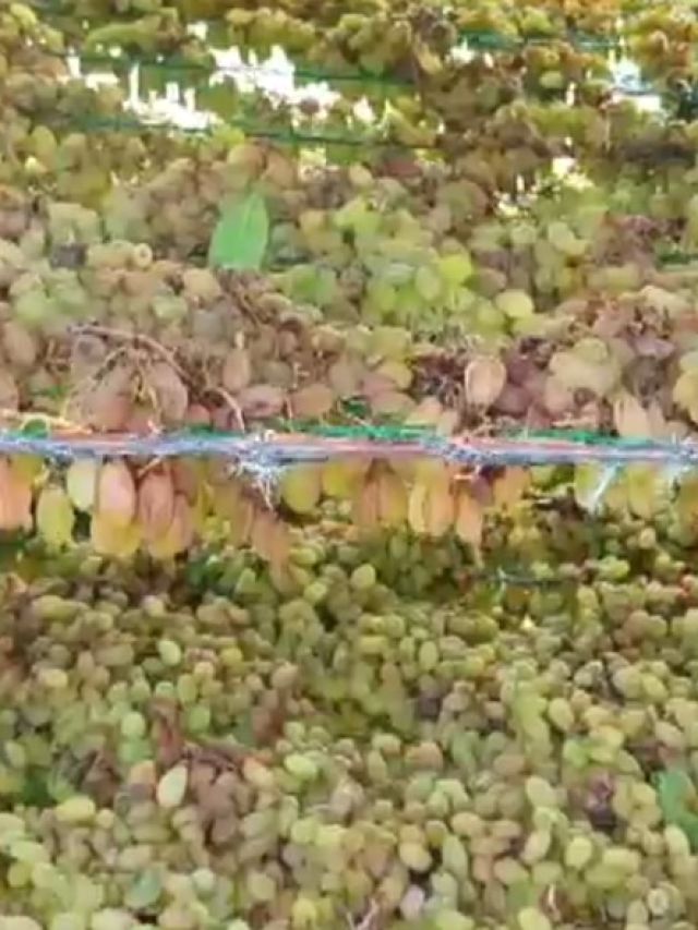 असमय बारिश और ओलों से अंगूर के बाग तबाह, देखें सोलापुर का वीडियो