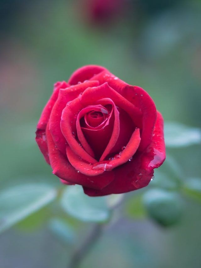 गुलाब में चाहिए ज्यादा फूल? सही समय पर करें प्रूनिंग