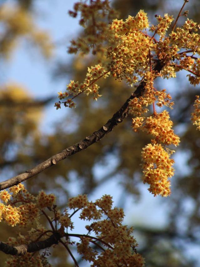 आम में फल आने तक इन बातों का रखें ख्याल, न करें ये गलतियां
