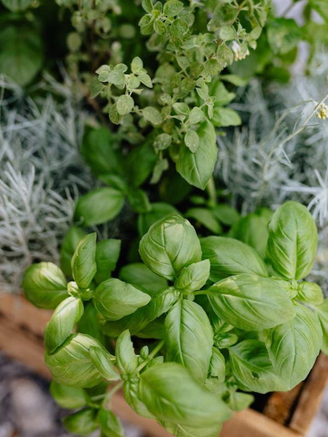 इन पौधों में छुपा है औषधीय गुणों का खजाना, घर में लगाएं ये हर्बल प्लांट्स