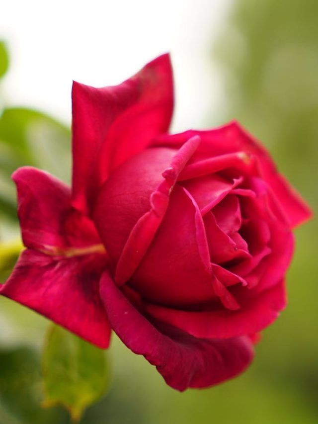 एक गुलाब से बनाएं पूरा गार्डन! घर पर आसानी से करें Propagation