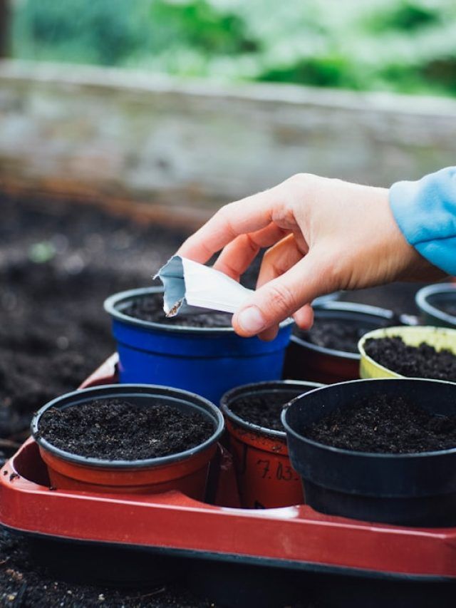 बीजों को लंबे समय तक रखना है सुरक्षित? ये हैं सही तरीके