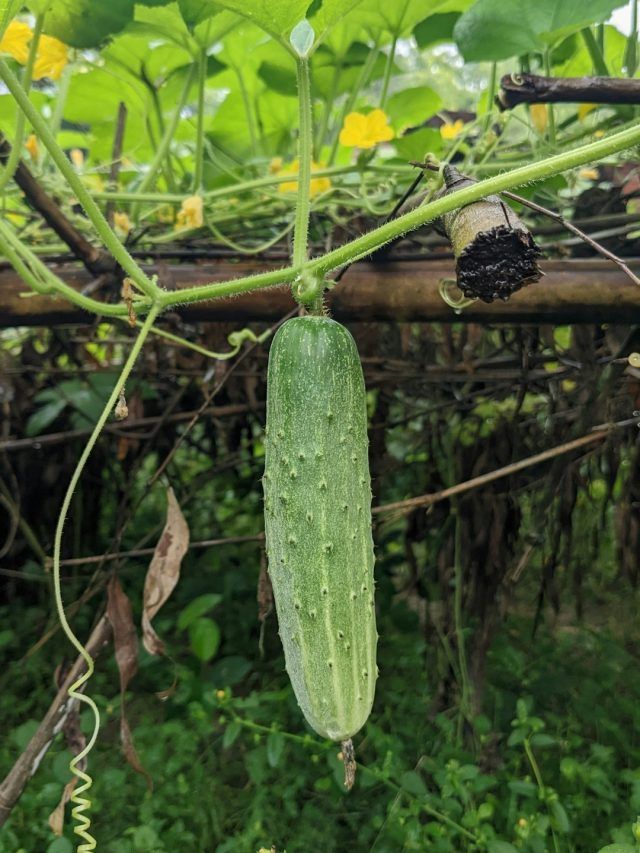 खीरे की खेती... सही समय पर बुवाई से मिलेगा बढ़िया उत्पादन